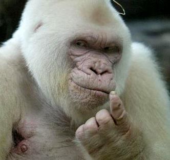 gorilla.jpg