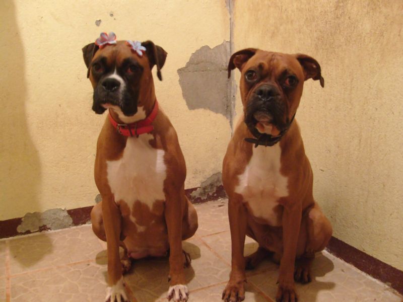 BOXER 1.JPG