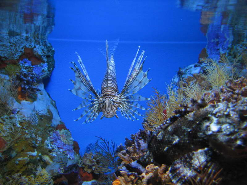 este es el lion fish