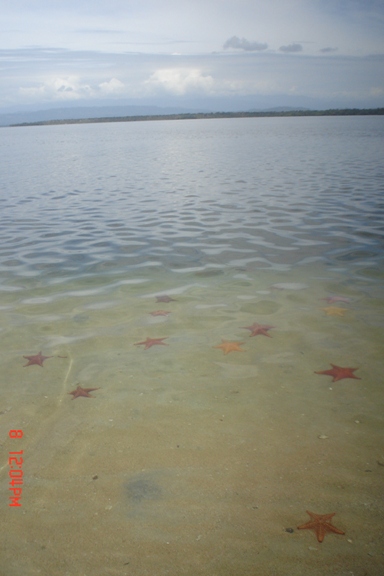 Playa de las estrellas.... Son de verdad y no son puestas a proposito. impresionante