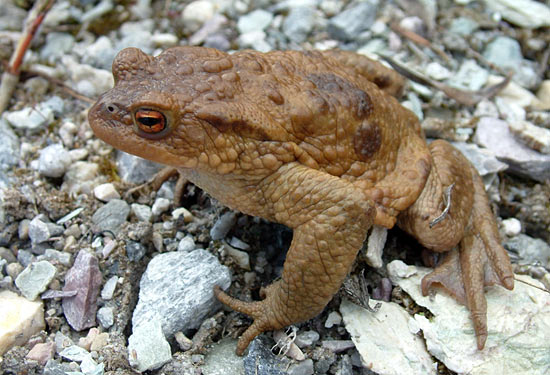 bufo_bufo_erdkroete.jpg