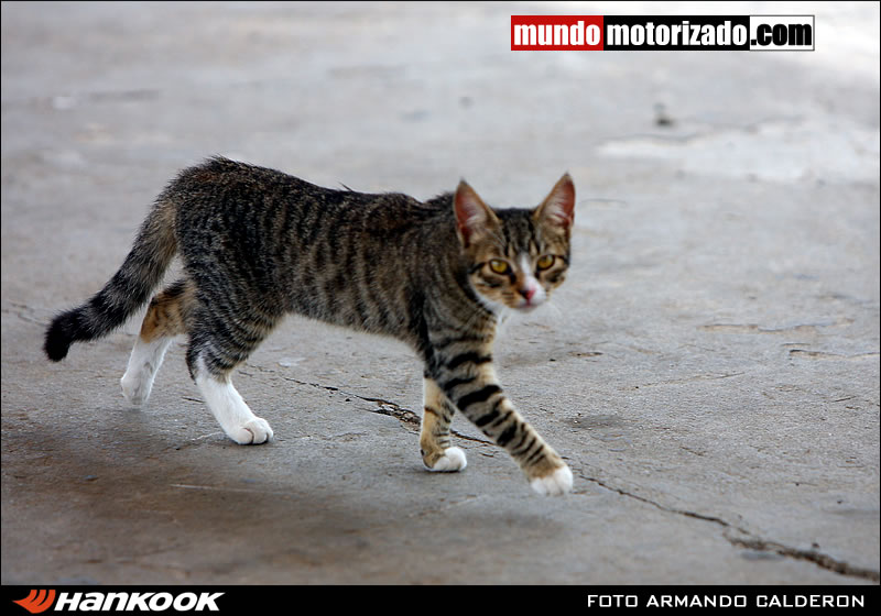 gato.jpg